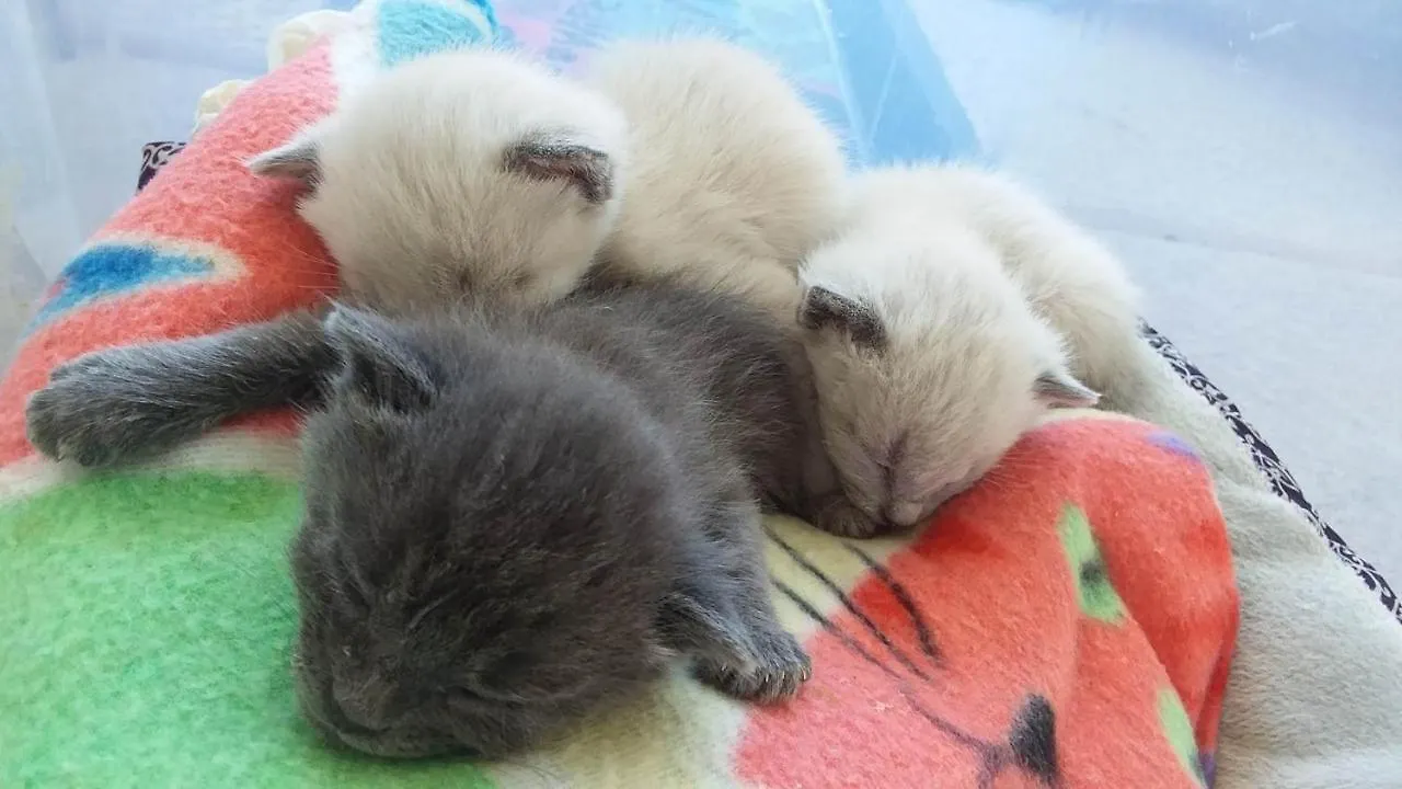 民宿 Catmosphere 2 拉斯维加斯 美国