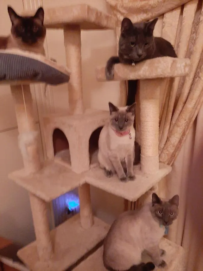 Homestay Catmosphere 2 Las Vegas United States
